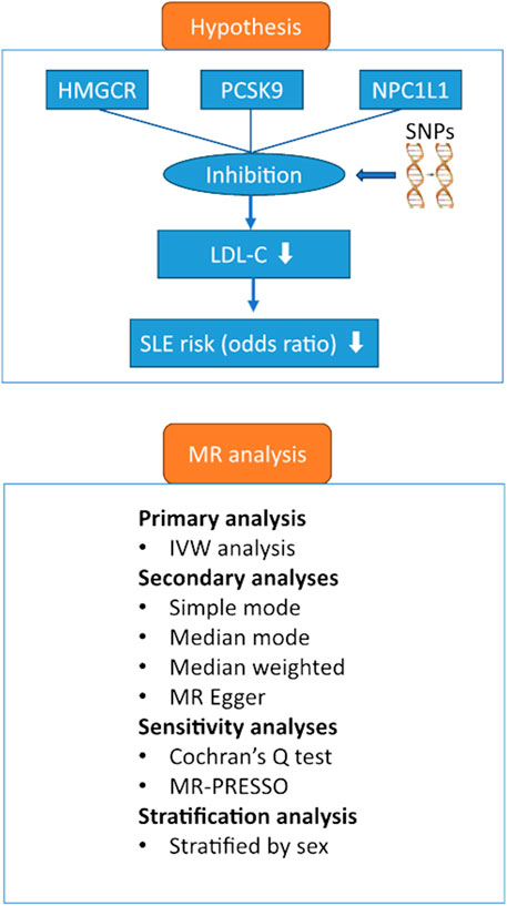 Frontiers | Association Of Lipid Lowering Drugs And The Risk Of ...