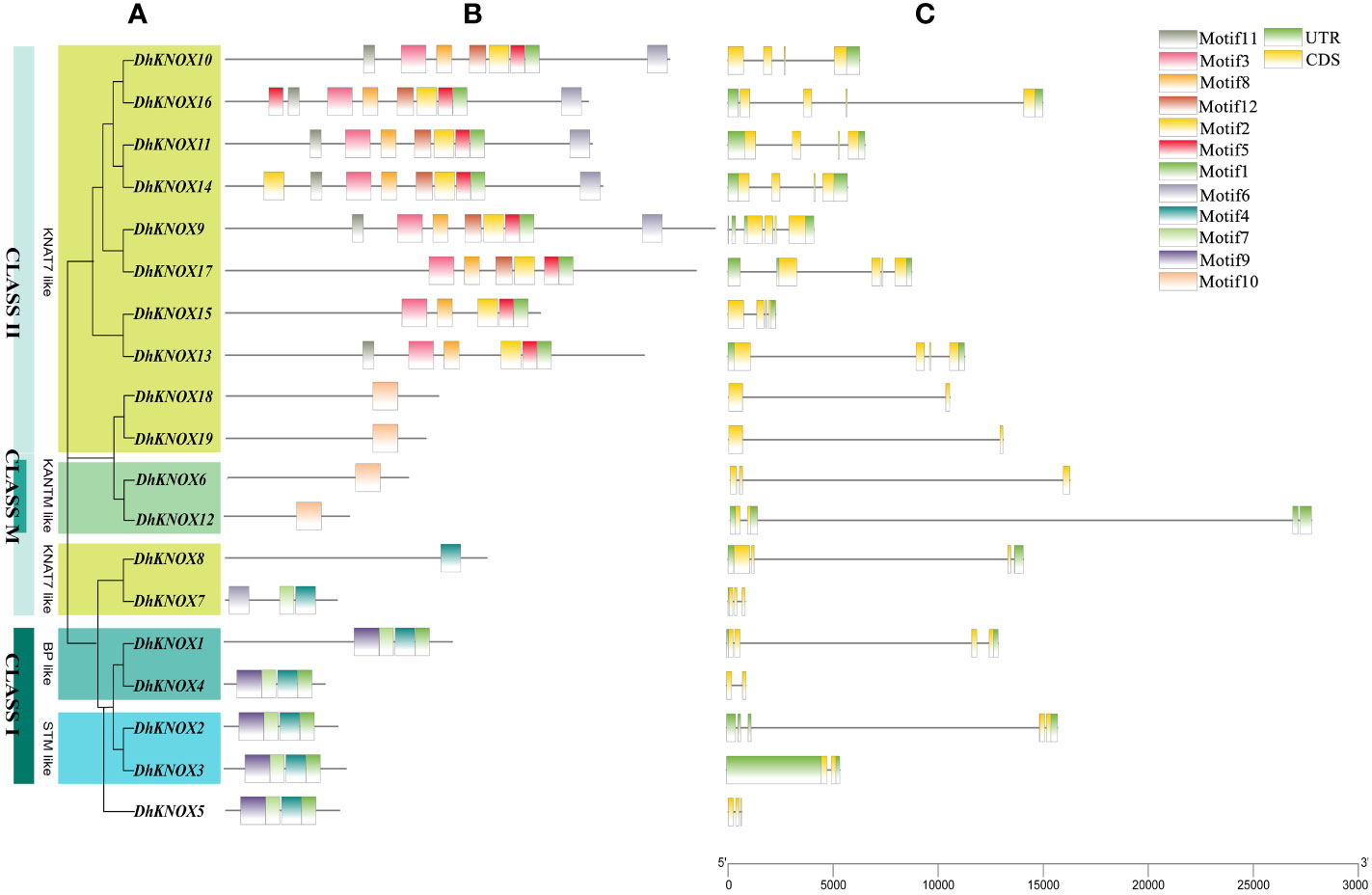 Frontiers | Comparative analysis of KNOX genes and their expression ...