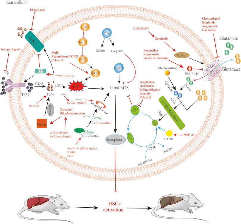 Frontiers Recent Progress In The Effect Of Ferroptosis Of Hscs On The Development Of Liver 2586