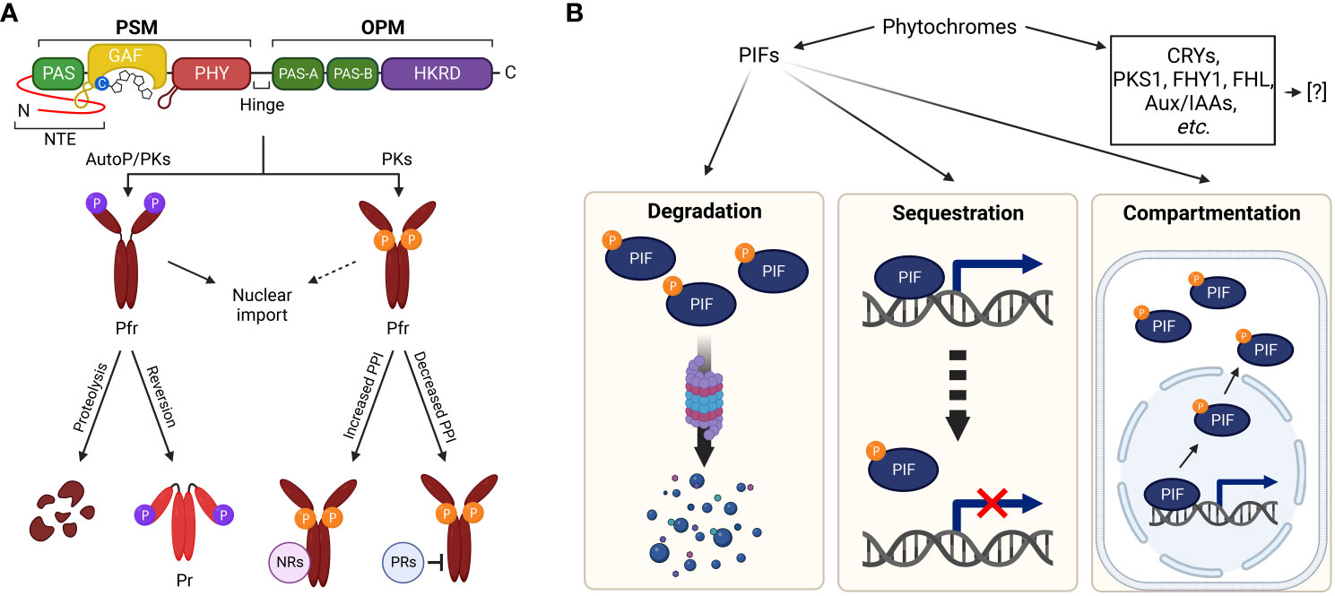 Phytochrome evolution in 3D: deletion, duplication, and