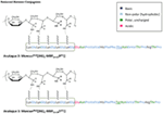 Frontiers | Mannosylated Linear and Cyclic Single Amino Acid Mutant ...