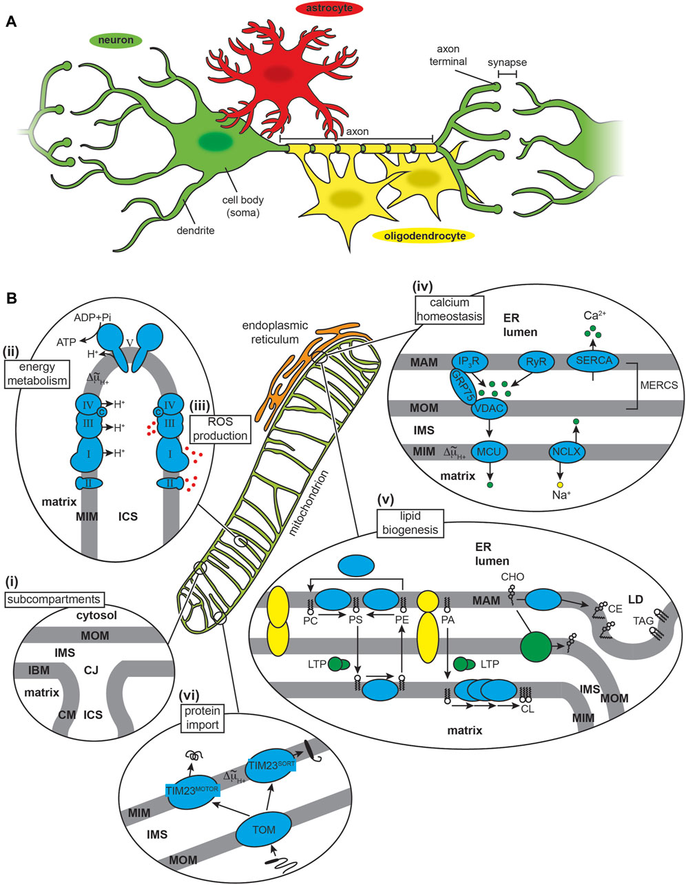 Frontiers | Interactions of amyloidogenic proteins with