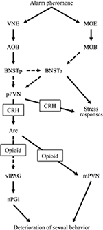 Frontiers | Neural correlates underlying naloxone-induced amelioration ...