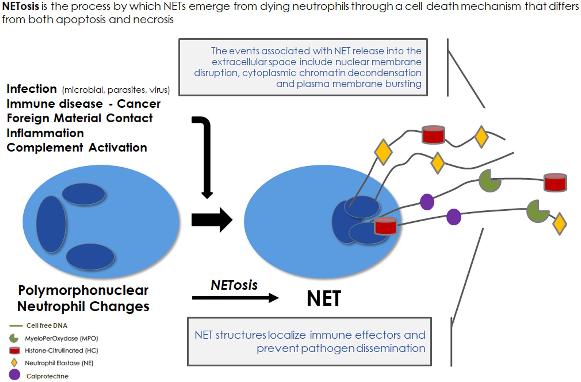 Frontiers What is the role of the neutrophil extracellular traps