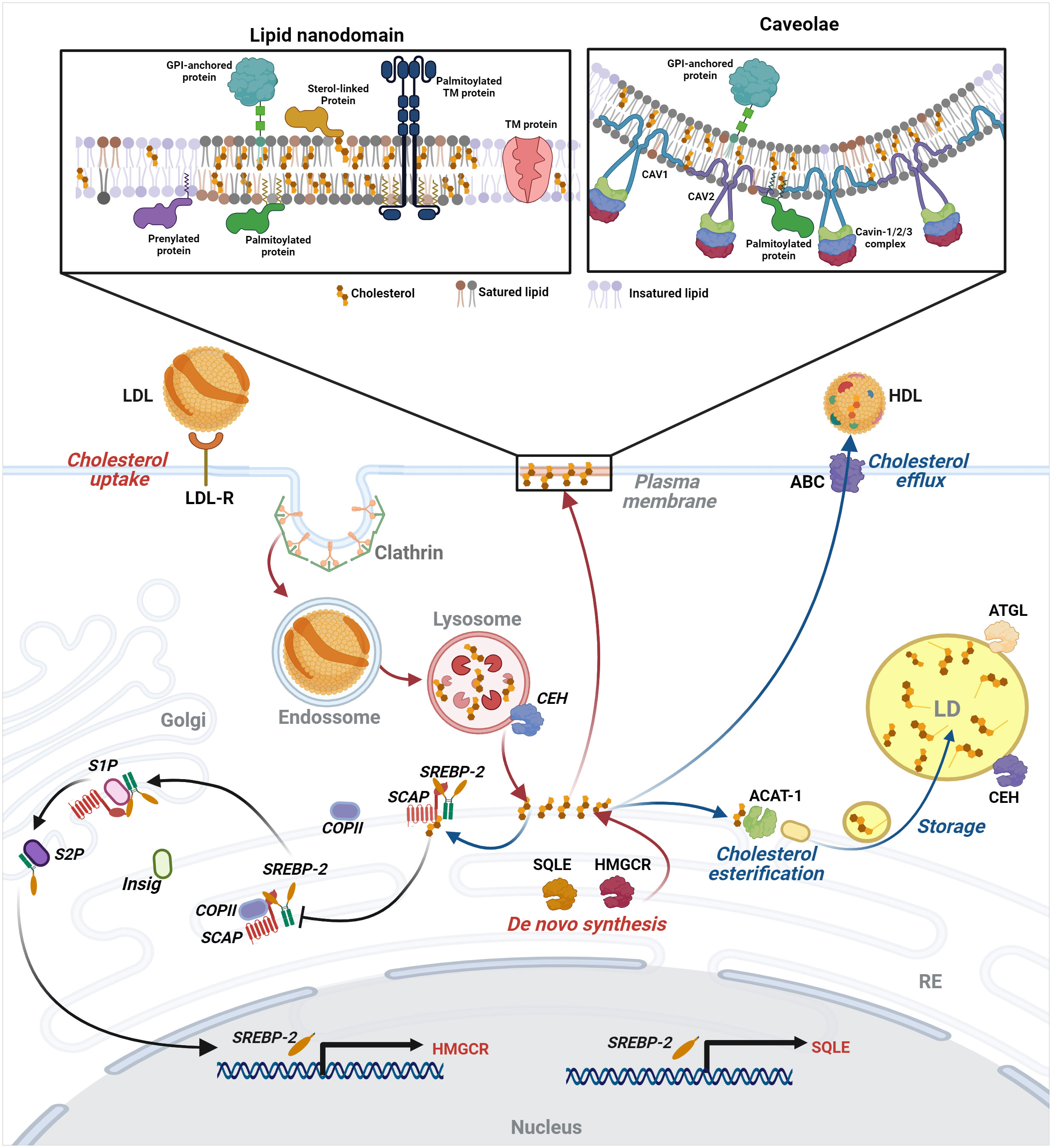 Frontiers | Lipid compartments and lipid metabolism as therapeutic