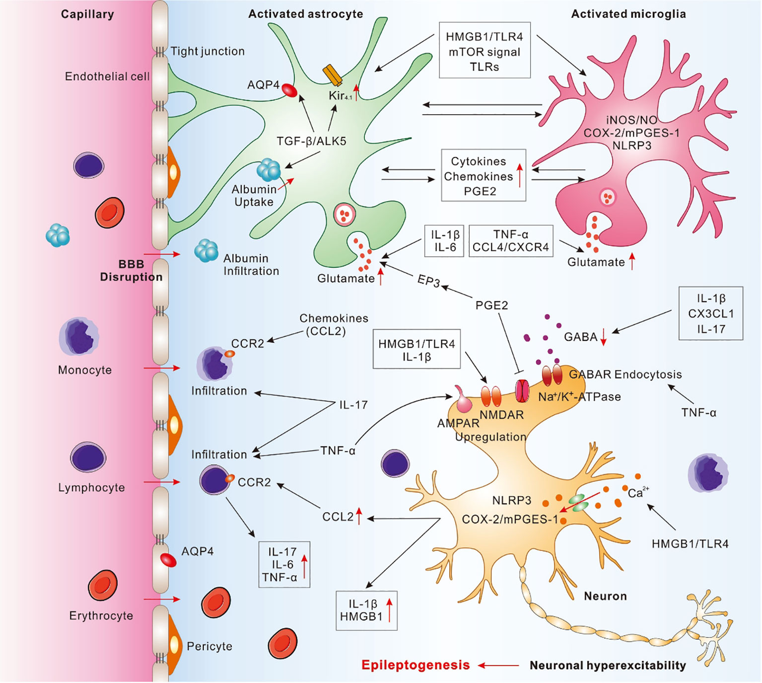 Frontiers  Astrocyte Glutamate Uptake and Signaling as Novel Targets for  Antiepileptogenic Therapy