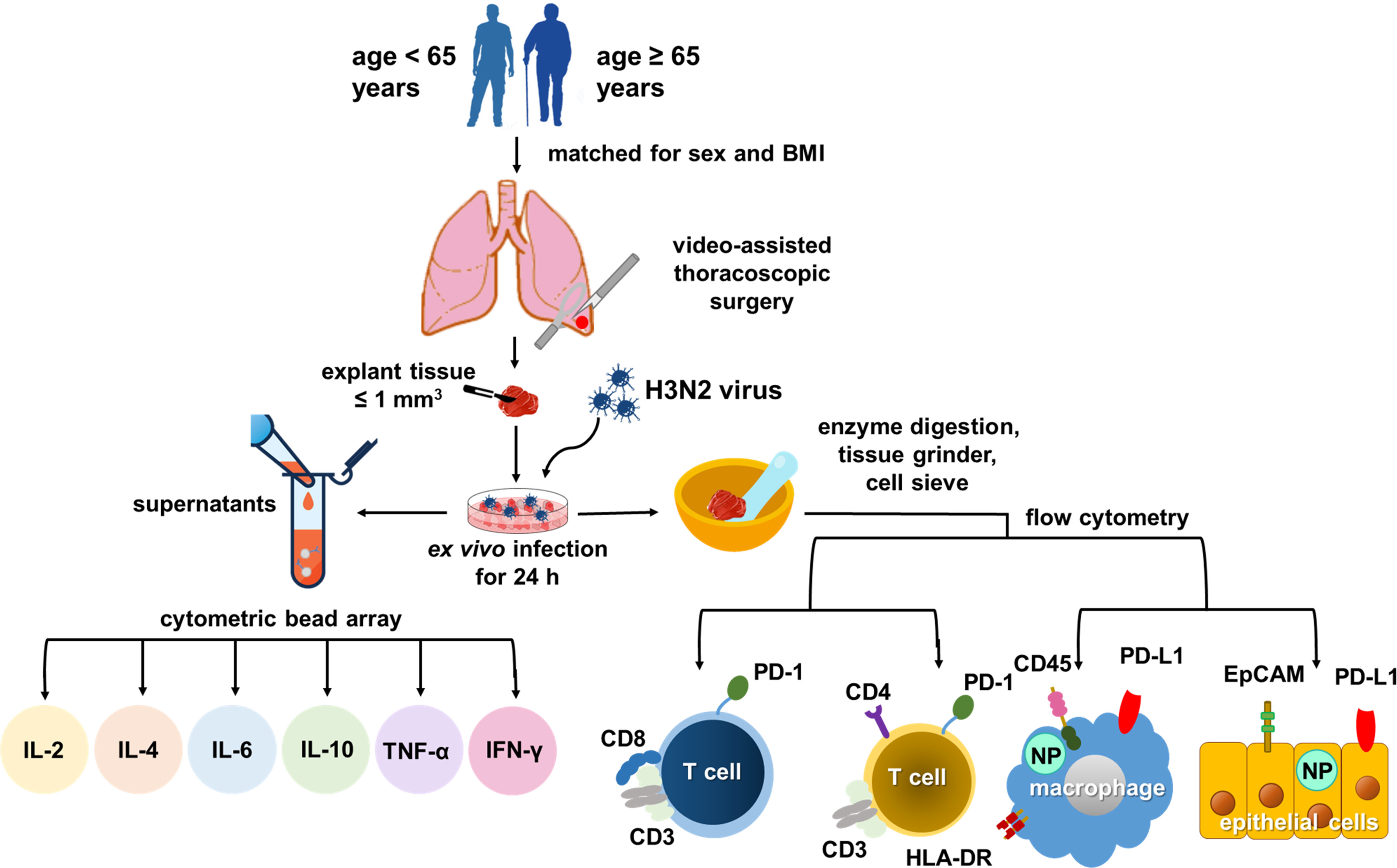 Frontiers  Impact of patient characteristics on innate immune responses  and inflammasome activation in ex vivo human lung tissues infected with  influenza A virus