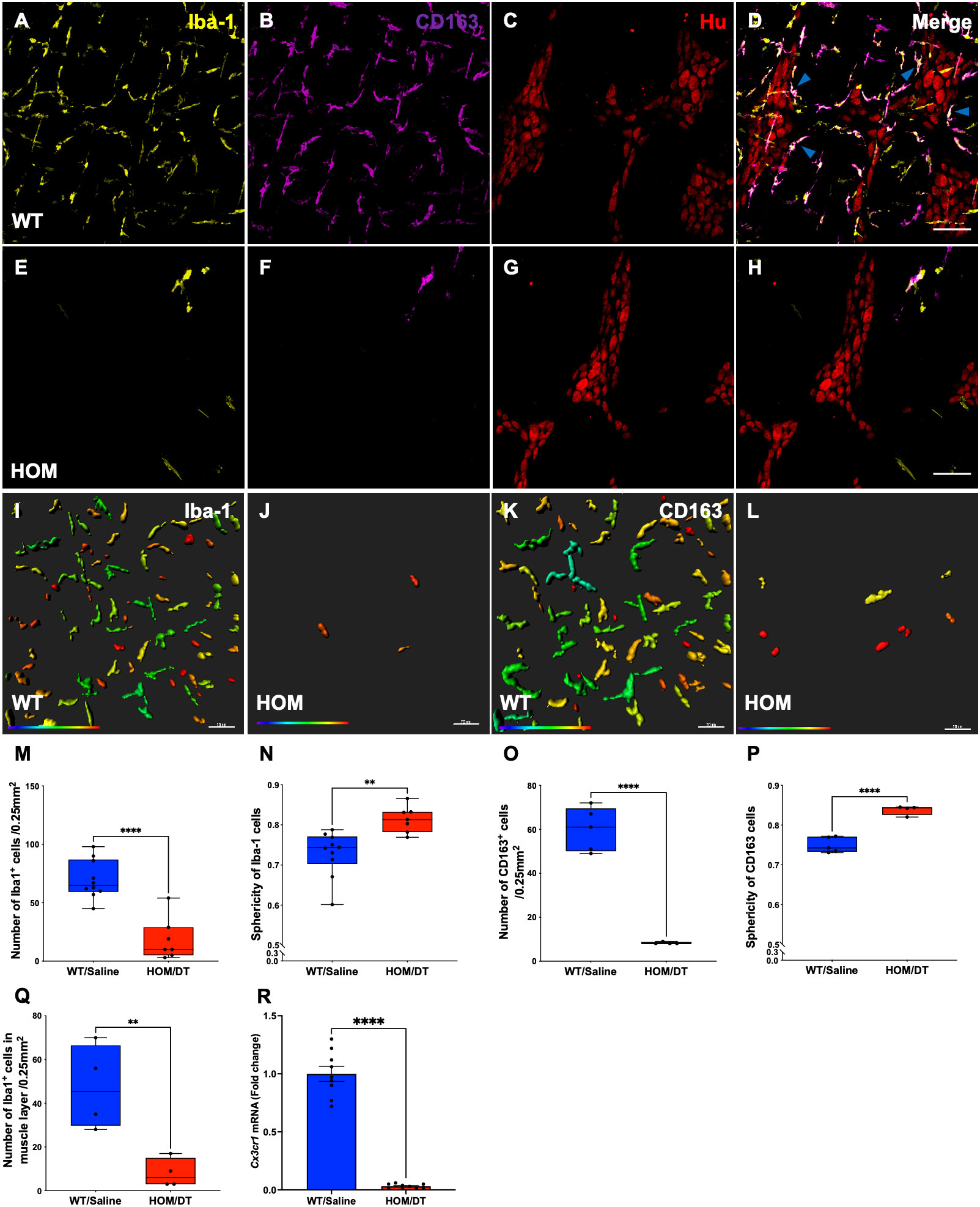 Frontiers | Macrophage regulation of regulate macrophages with colonic Cx3cr1-Dtr evidence interneurons from CD163 intestinal model to - the interact inhibitory motility rat brain”: “second the