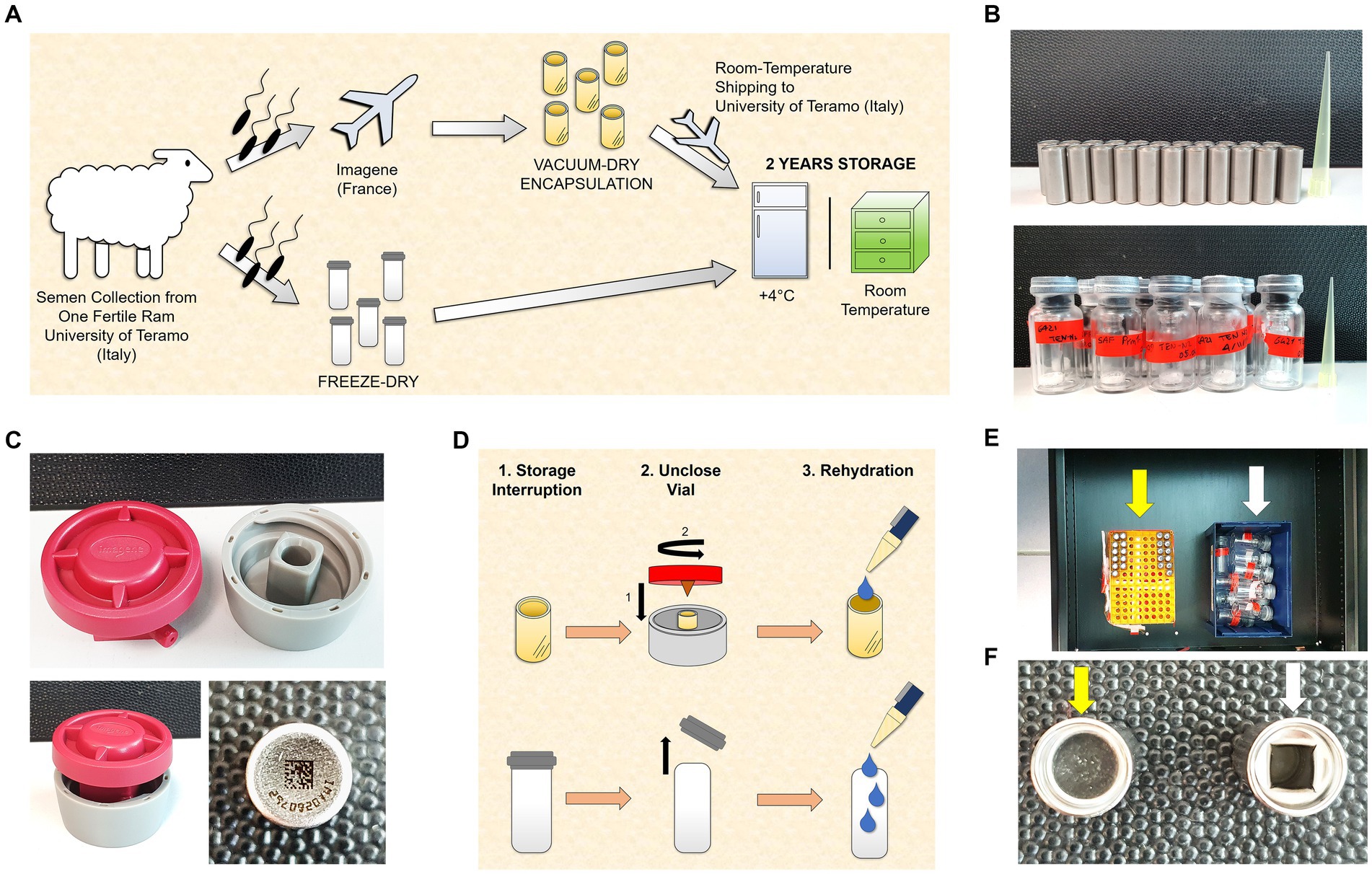 Frontiers  Reviving vacuum-dried encapsulated ram spermatozoa via ICSI  after 2 years of storage