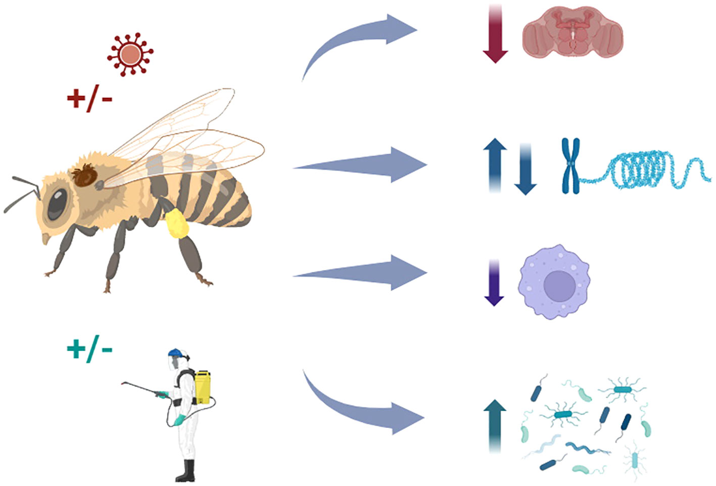How to Identify 15 Most Common Types of Bees (With Pictures)