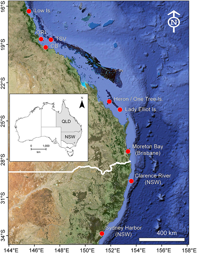 Frontiers | Conservation challenges of sharks with continental scale ...
