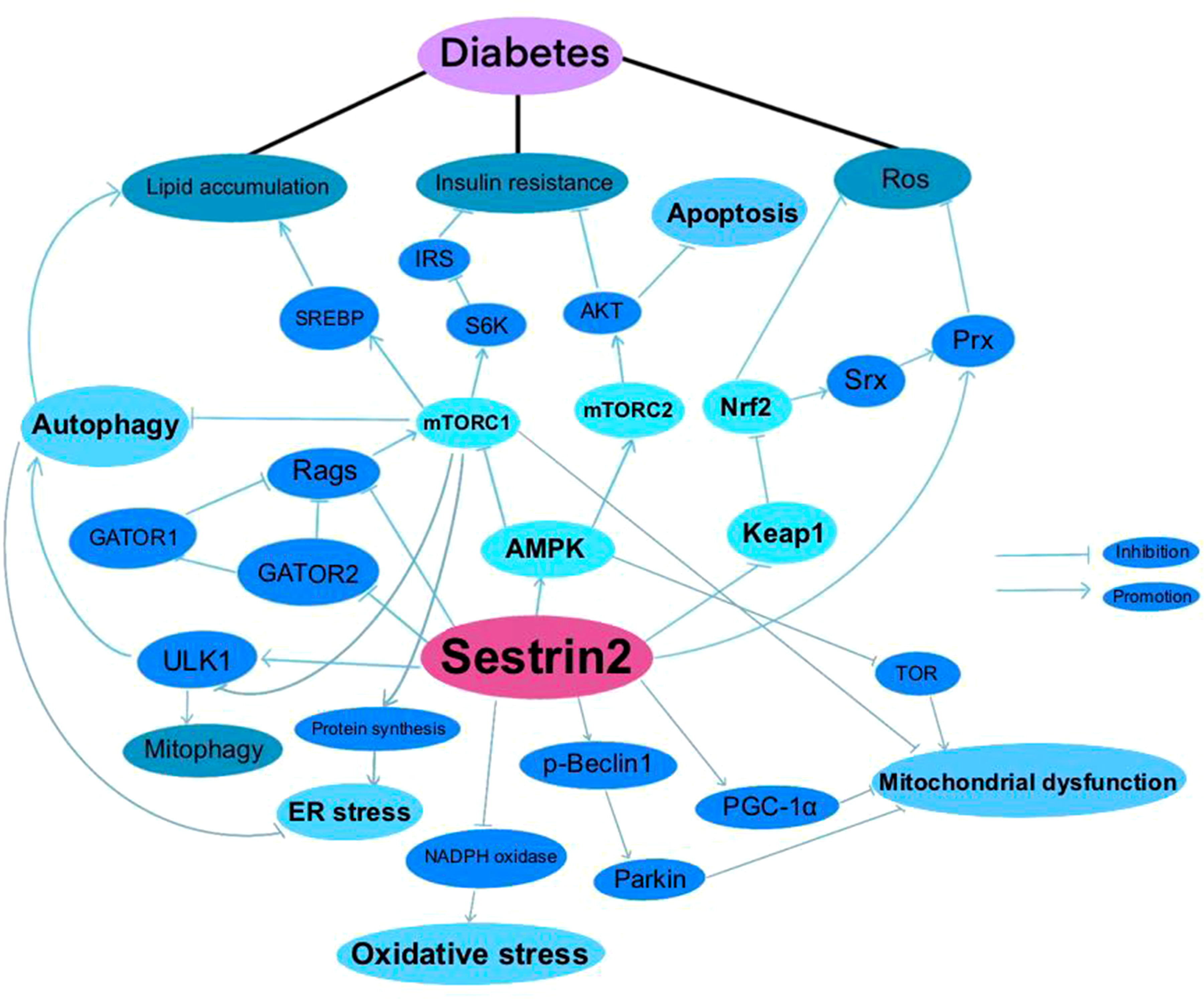 Frontiers | Sestrin2 in diabetes and diabetic complications