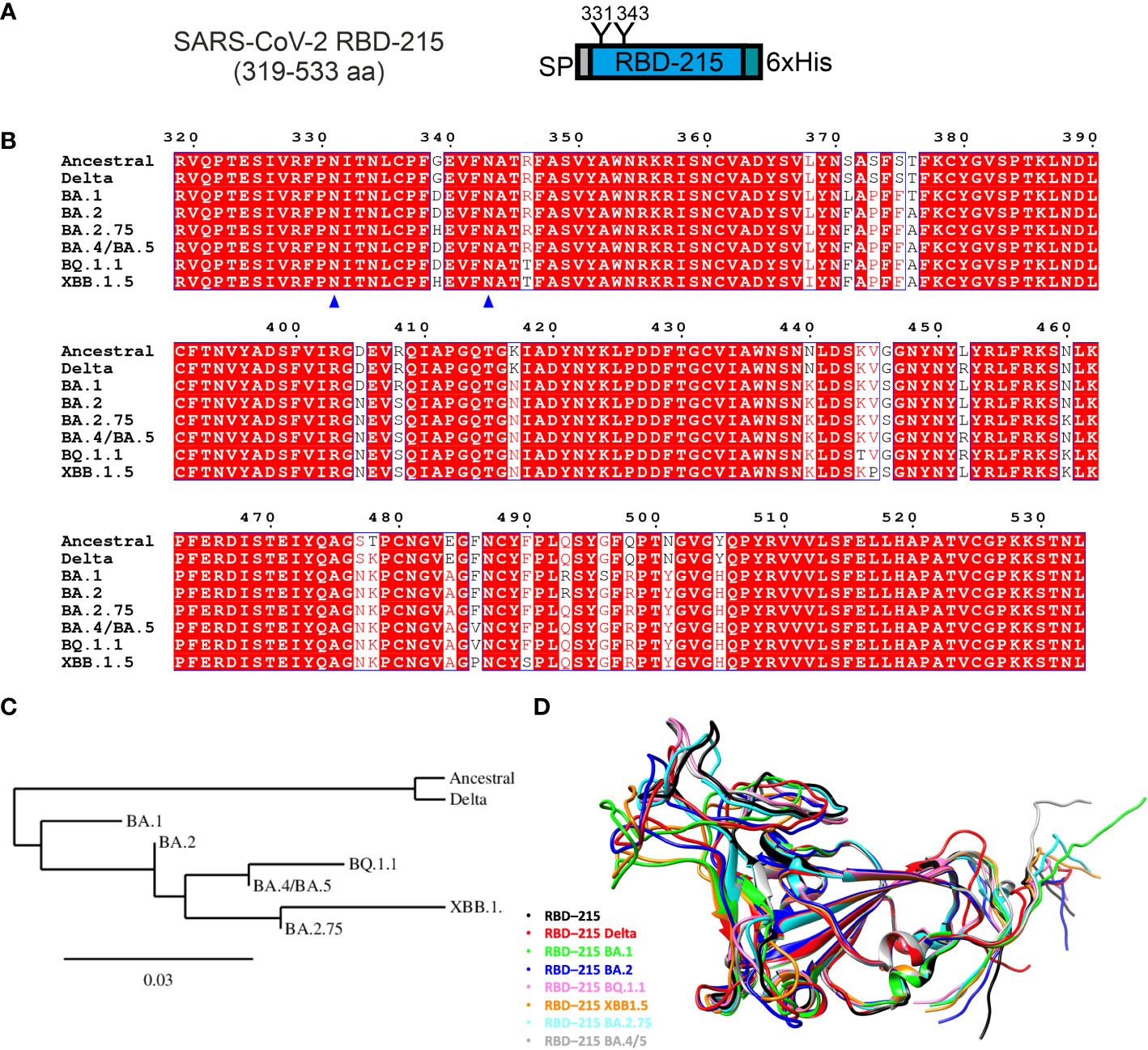 Convergent evolution of SARS-CoV-2 Omicron subvariants leading to the  emergence of BQ.1.1 variant