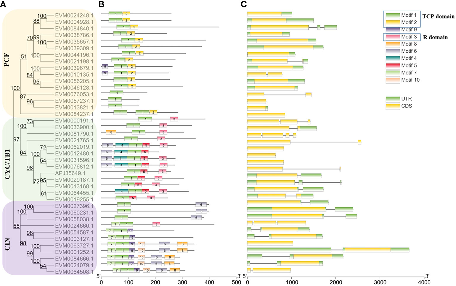 Frontiers | Genome-wide identification of the TCP gene family in ...