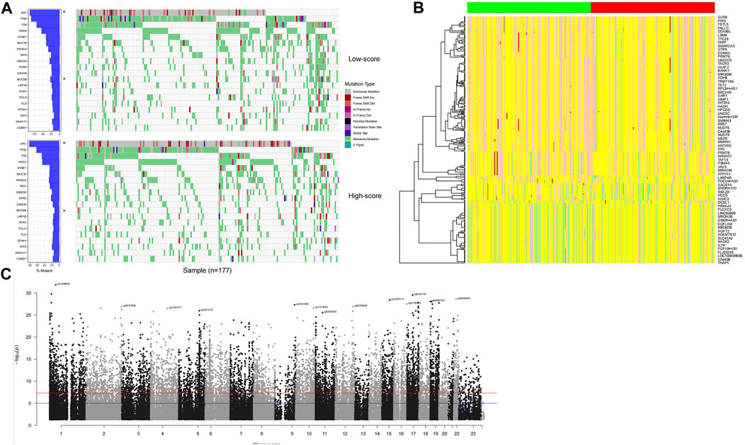 Frontiers | Immune-related Gene-based Model Predicts The Survival Of ...