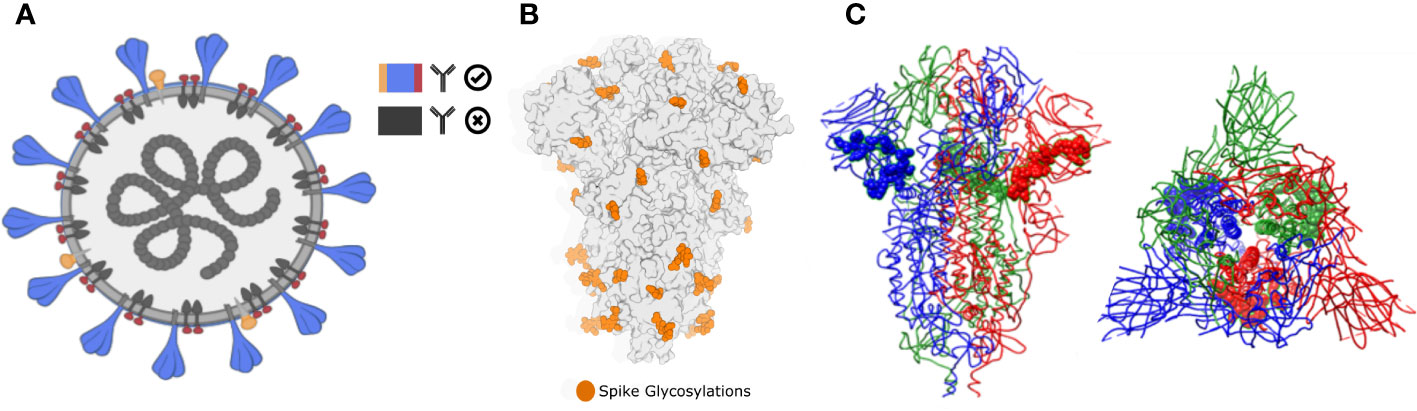 Frontiers  Brewpitopes: a pipeline to refine B-cell epitope predictions  during public health emergencies