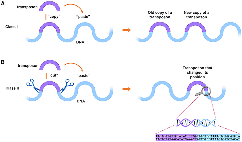 The Secret World of “Jumping” DNA · Frontiers for Young Minds