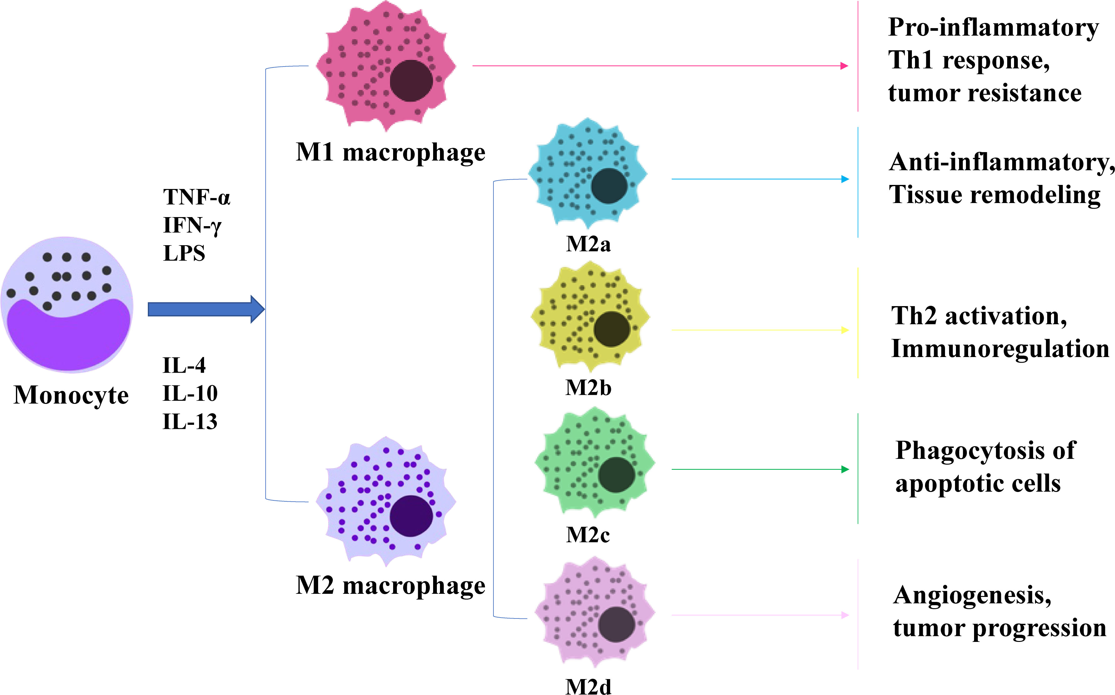 Frontiers | The role of macrophages in gastric cancer