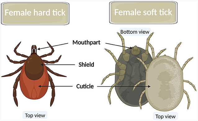 Why Controlling Ticks Is Important · Frontiers For Young Minds