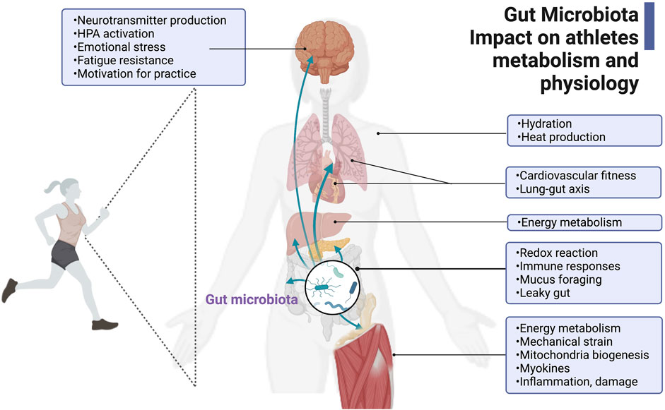 Frontiers  The gut mucin-microbiota interactions: a missing key