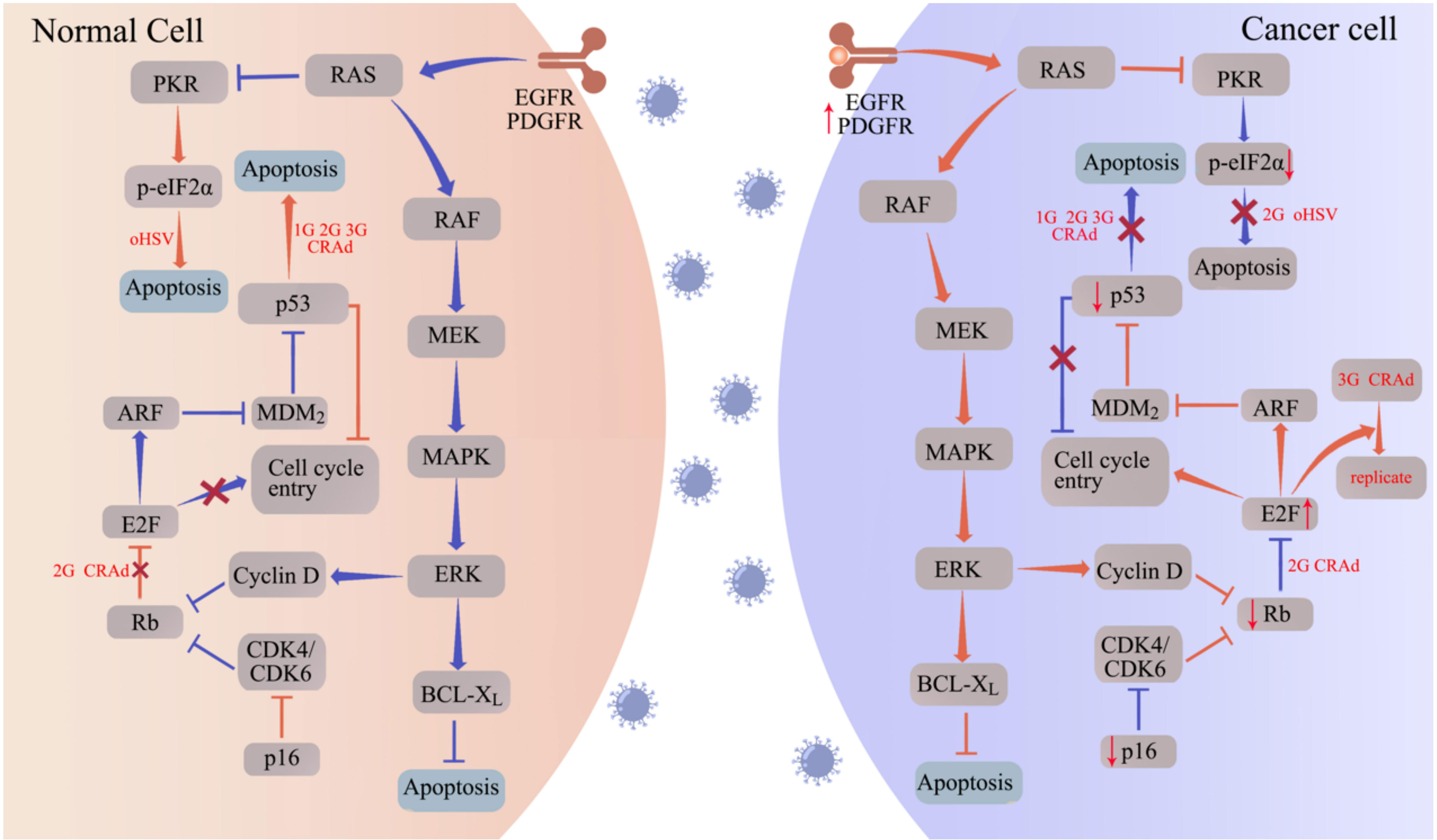 Frontiers | Advances in oncolytic herpes simplex virus and