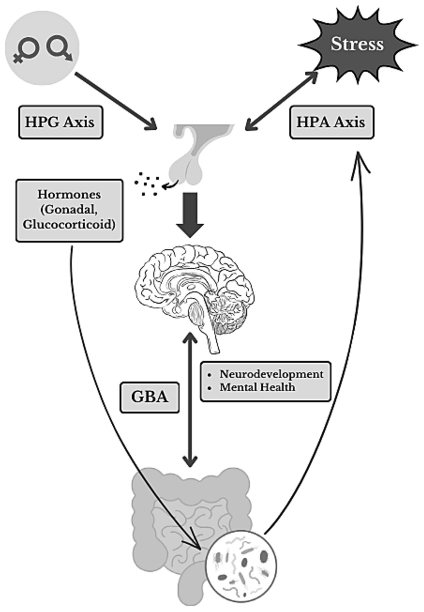 Frontiers Enduring Sex Dependent Implications Of Pubertal Stress On The Gut Brain Axis And
