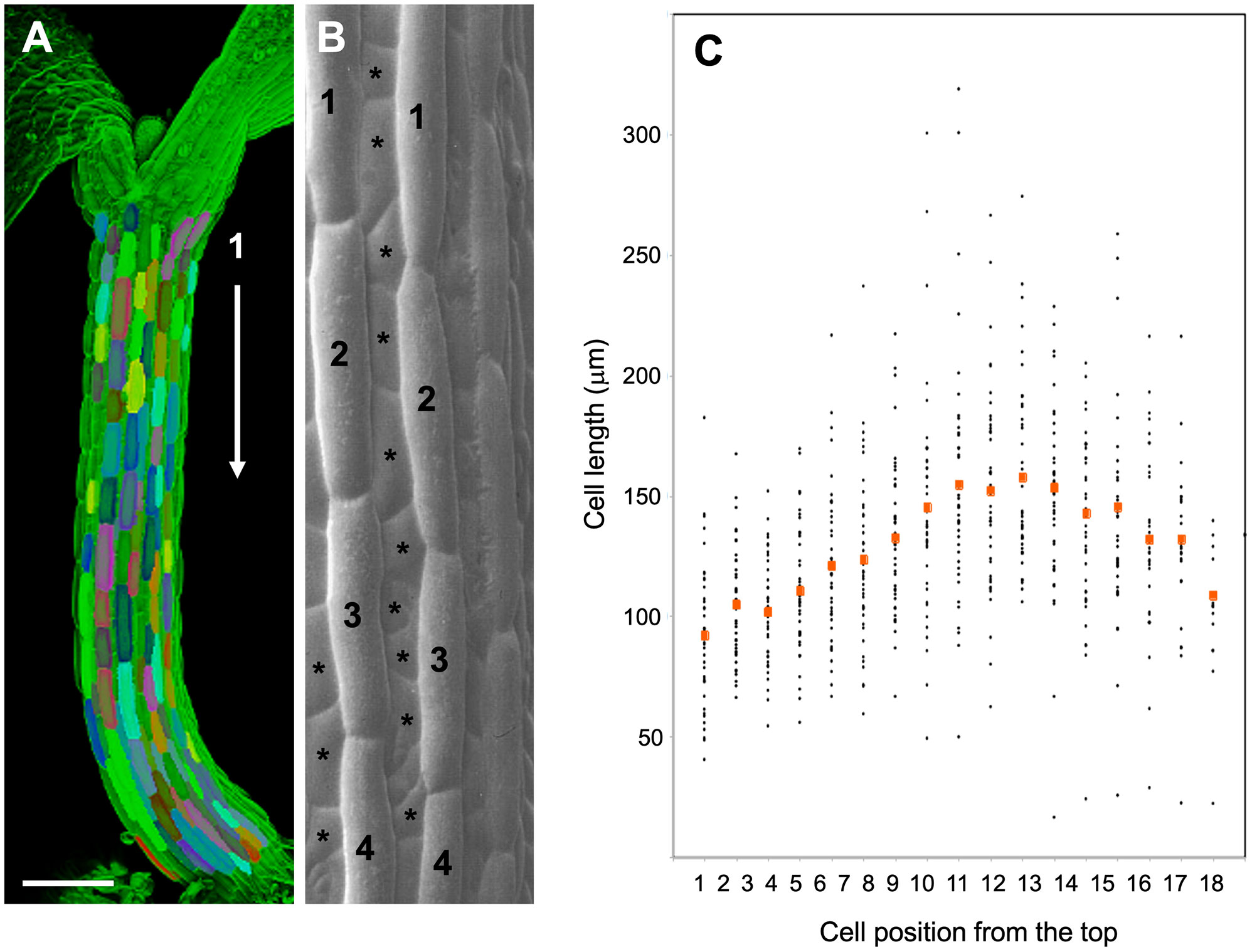 Design of an Arabidopsis thaliana reporter line to detect heat