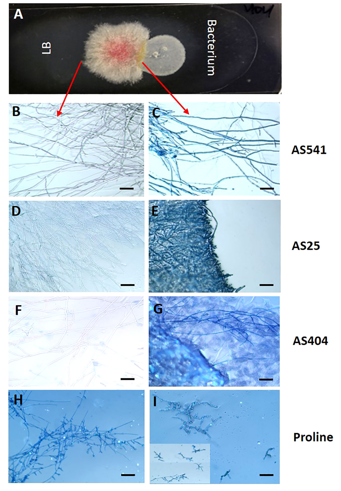 Transmitting silks of maize have a complex and dynamic microbiome