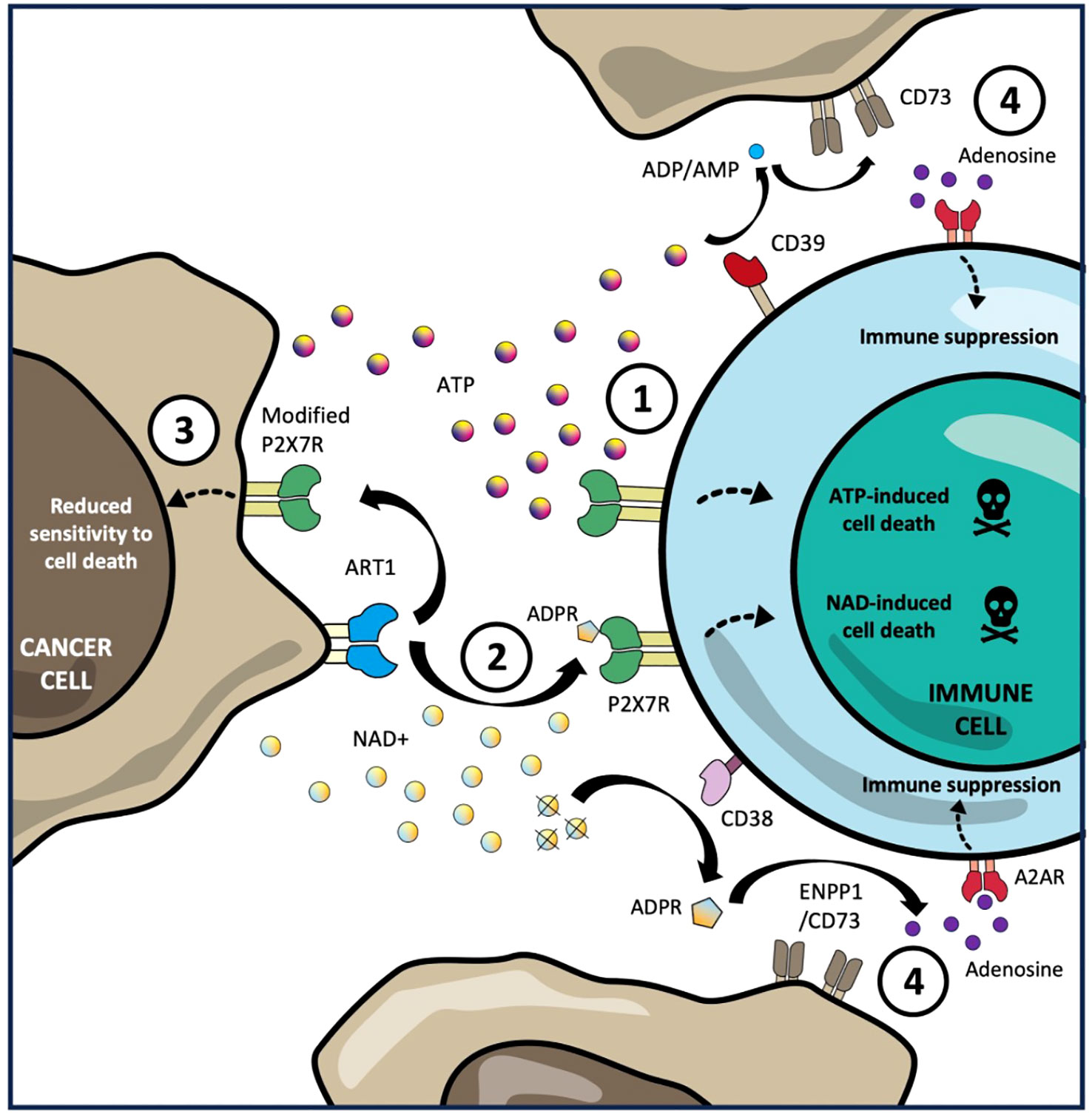 Frontiers | Tumour immune escape via P2X7 receptor signalling