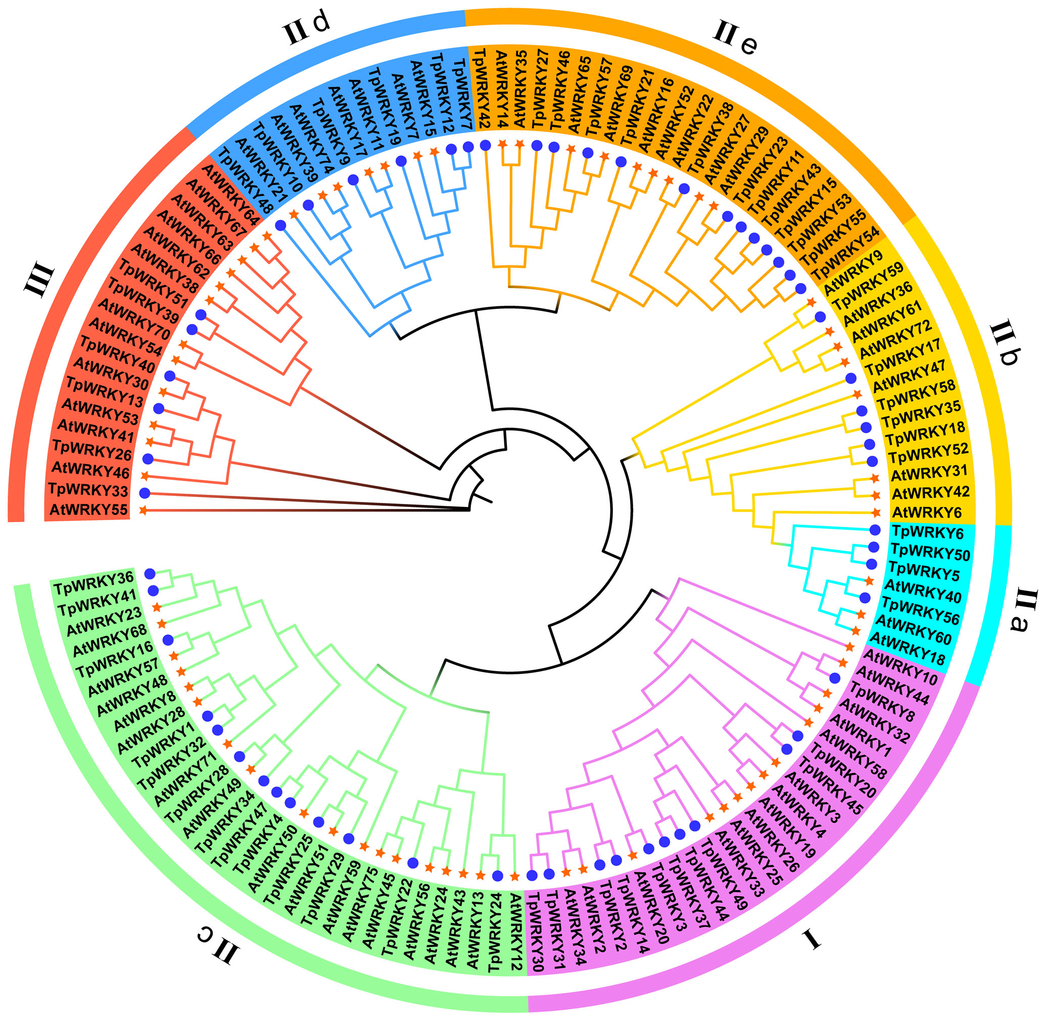 Frontiers | Genome-wide identification and expression analysis of
