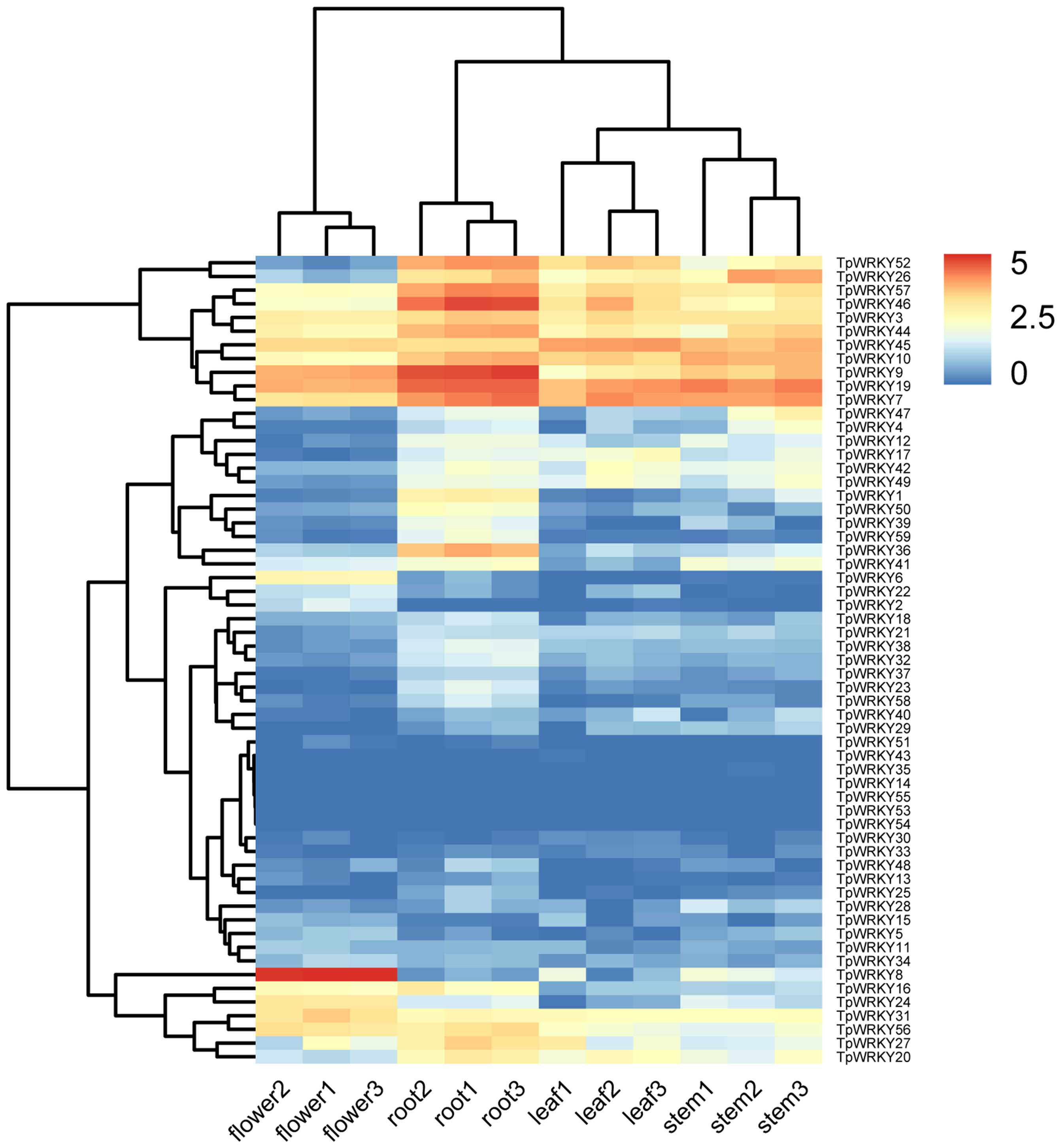 Frontiers | Genome-wide identification and expression analysis of WRKY ...