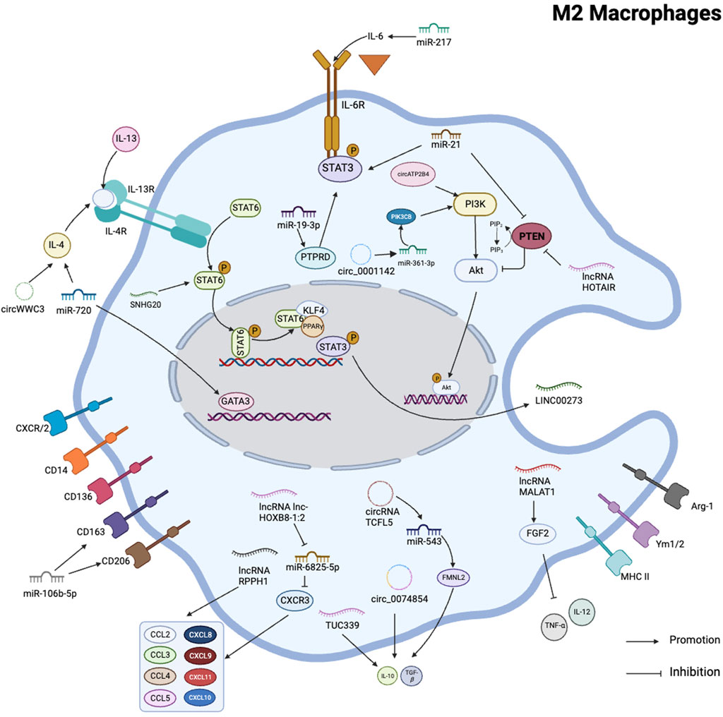 Frontiers | Communication molecules (ncRNAs) mediate tumor-associated ...