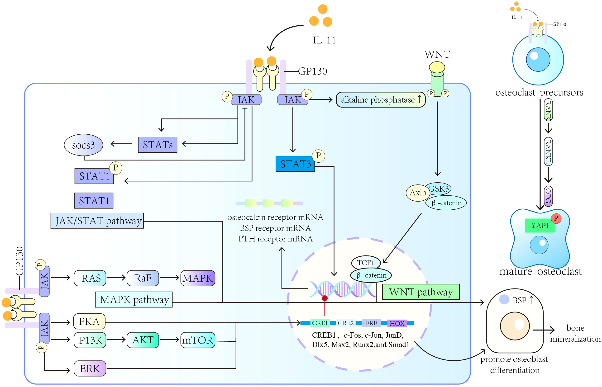 Frontiers | Roles of IL-11 in the regulation of bone metabolism