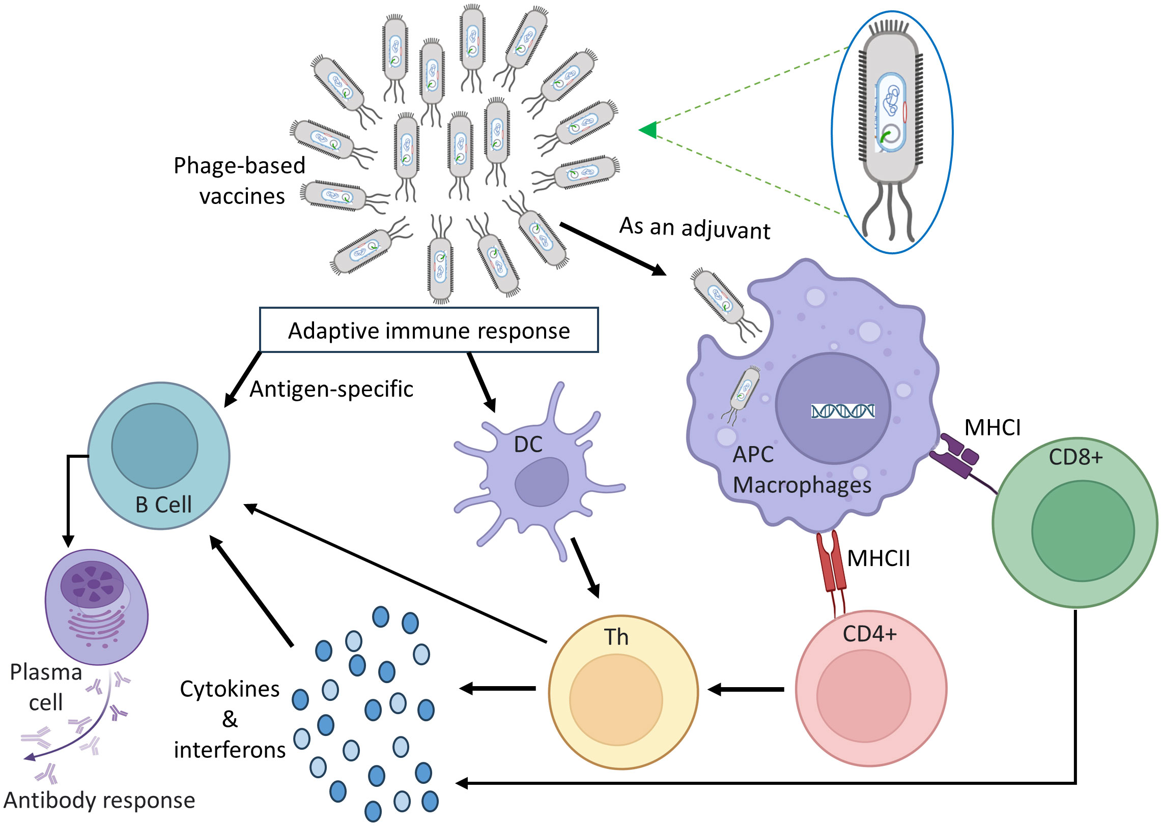 Frontiers | The power of phages: revolutionizing cancer treatment