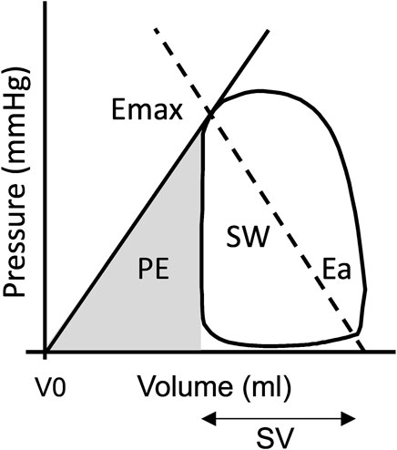 Frontiers  Classification of breed combinations for slaughter pigs based  on genotypes—modeling DNA samples of crossbreeds as fuzzy sets from  purebred founders