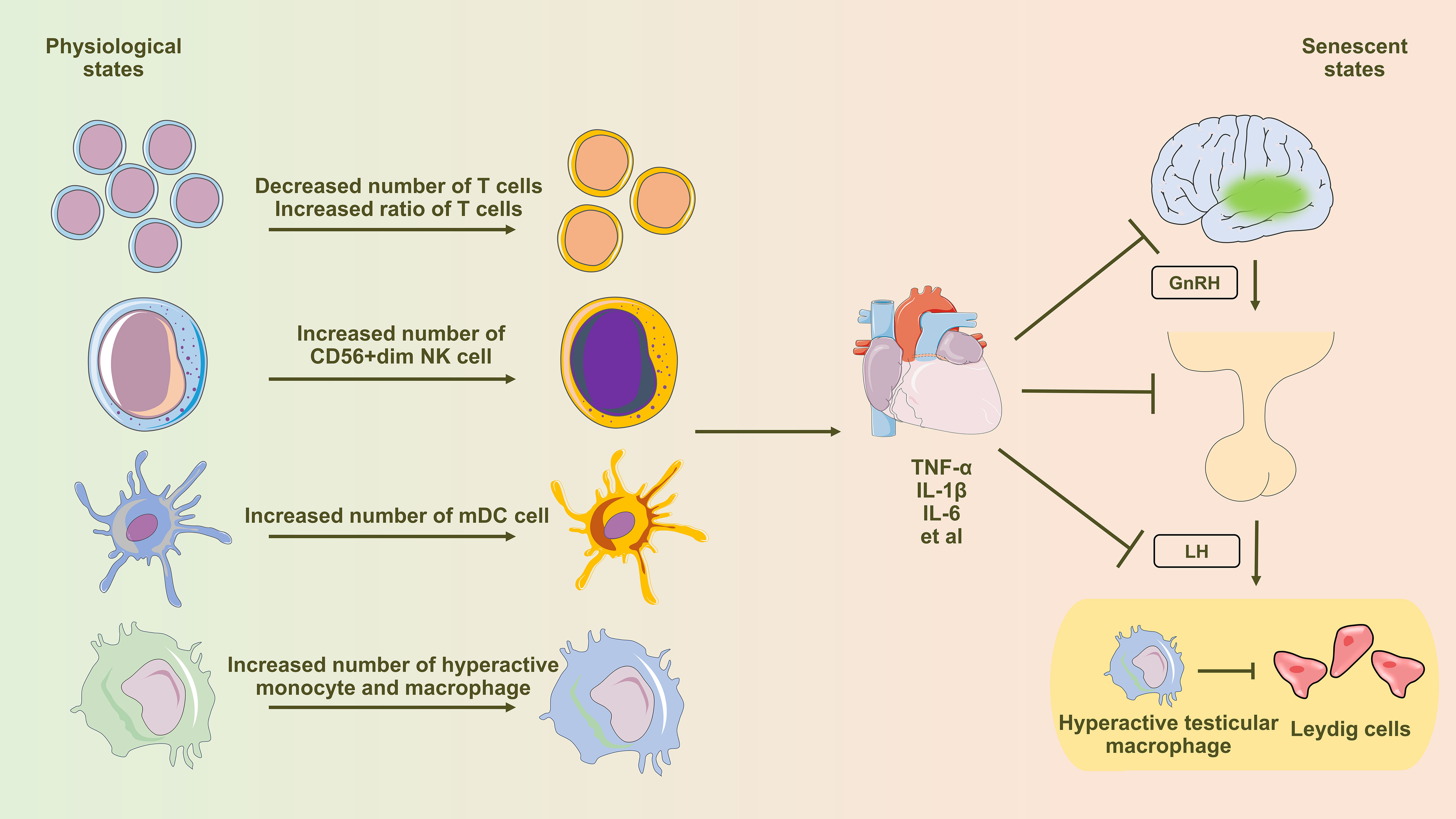 Frontiers | A narrative review on inflammaging and late-onset 