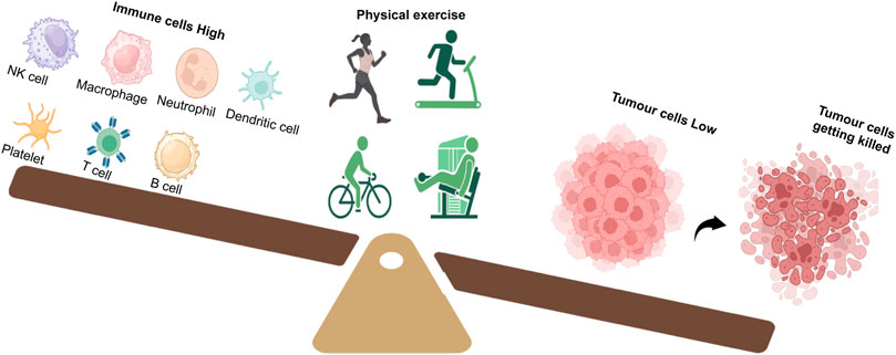 Health benefits of exercise — more than meets the eye!