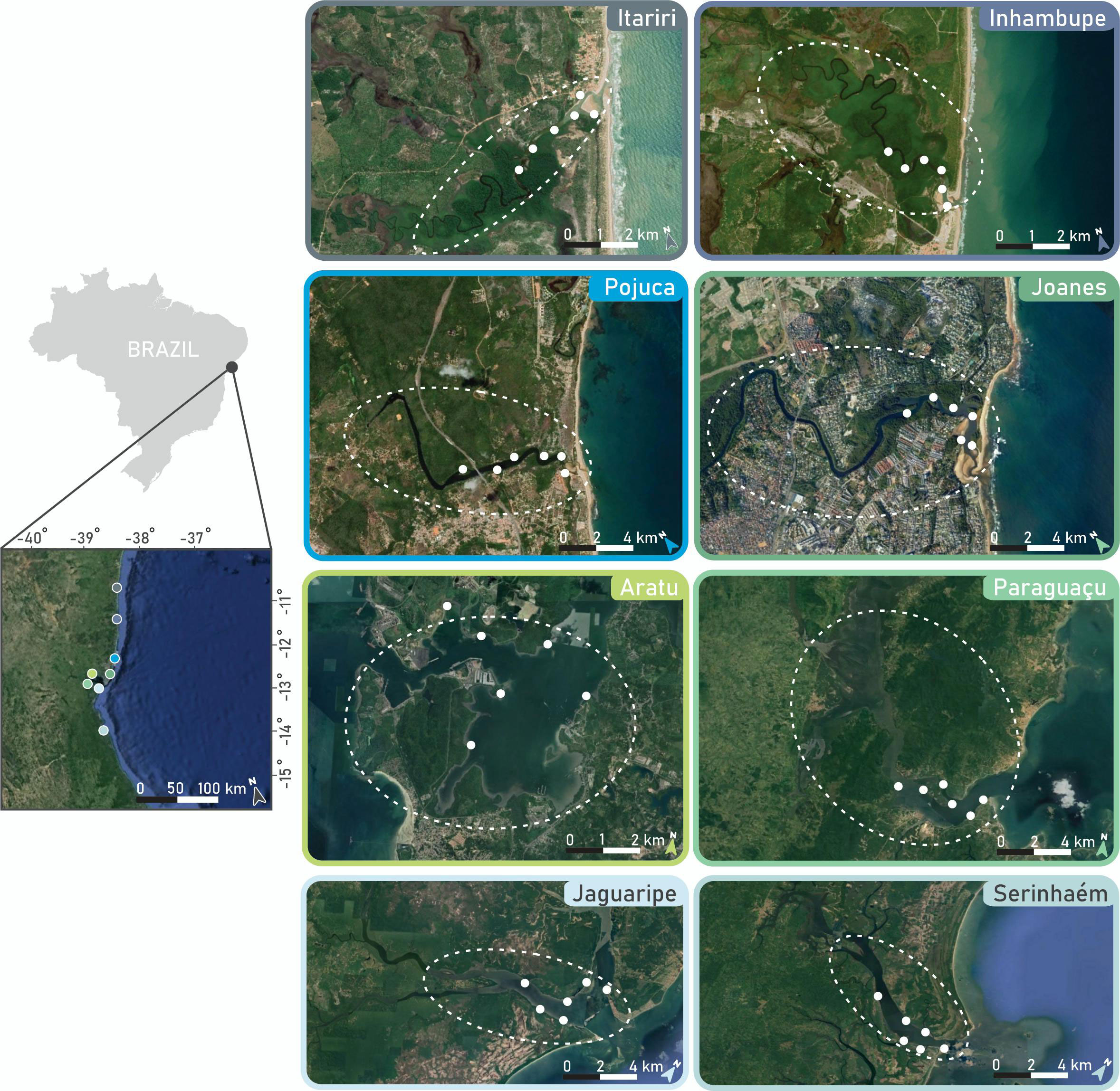 Frontiers  From fisher tales to scientific evidence: revealing the  significance of estuarine and mangrove habitats as nursery grounds for  juveniles of the largest Atlantic Ocean snapper