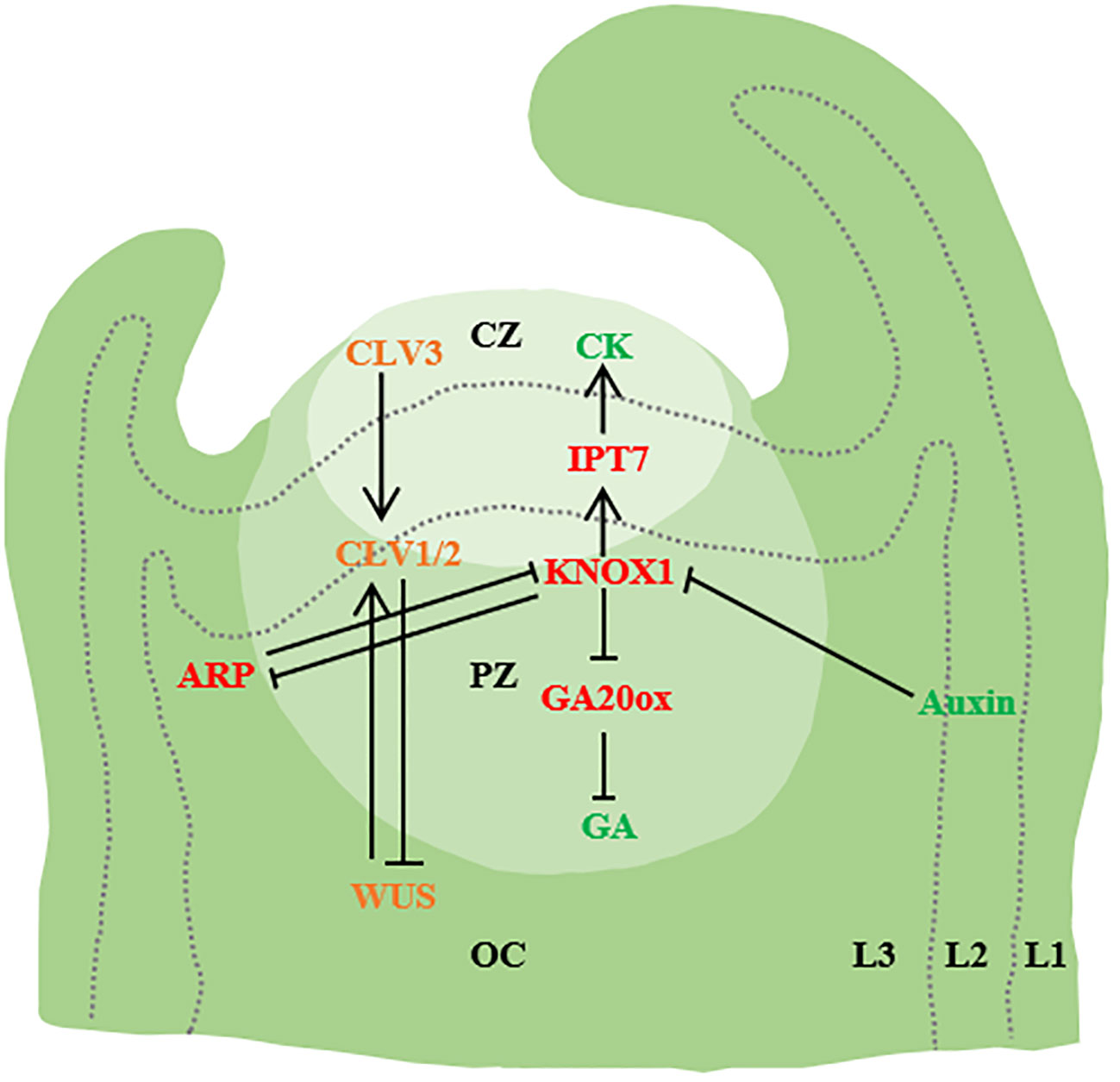 Frontiers | Overview of molecular mechanisms of plant leaf