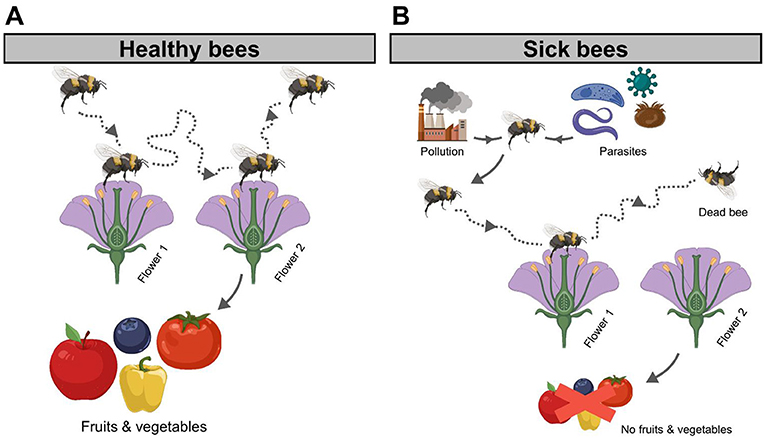 Bees Could Visit Flower “Pharmacies” When They Are Sick · Frontiers for ...