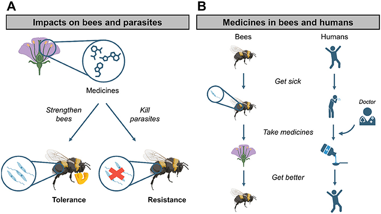 Bees Could Visit Flower “Pharmacies” When They Are Sick · Frontiers for ...