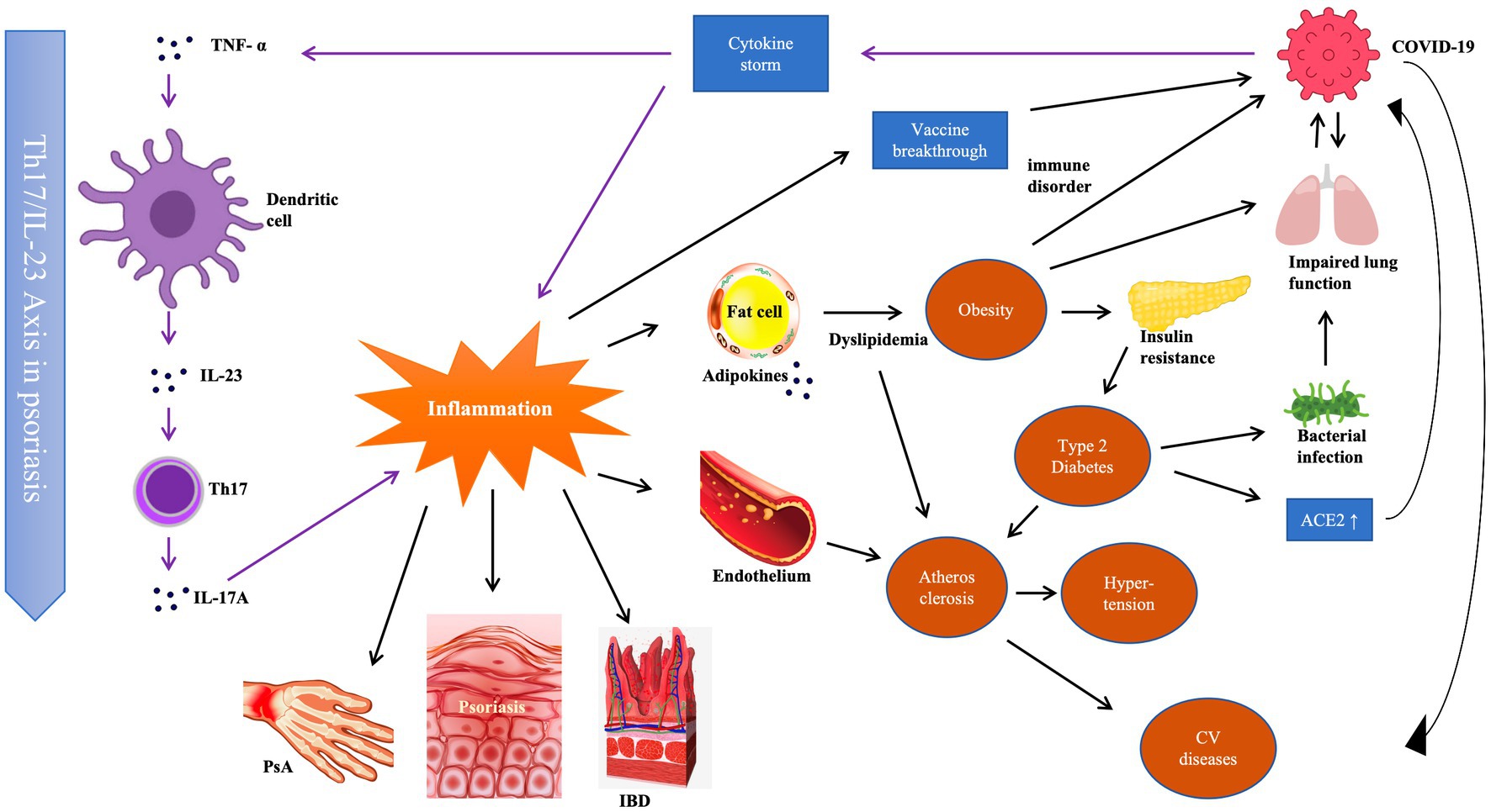 PDF) Novel Therapeutic Approaches to Psoriasis and Risk of