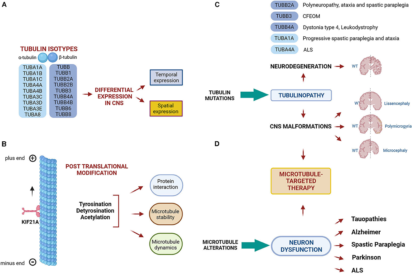 Frontiers | Editorial: Tubulinopathies: Fundamental And Clinical Challenges