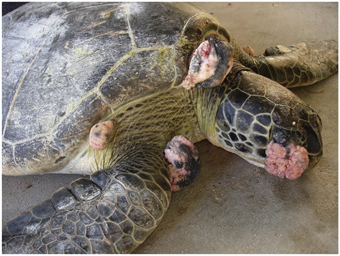 Molecular characterization of a marine turtle tumor epizootic