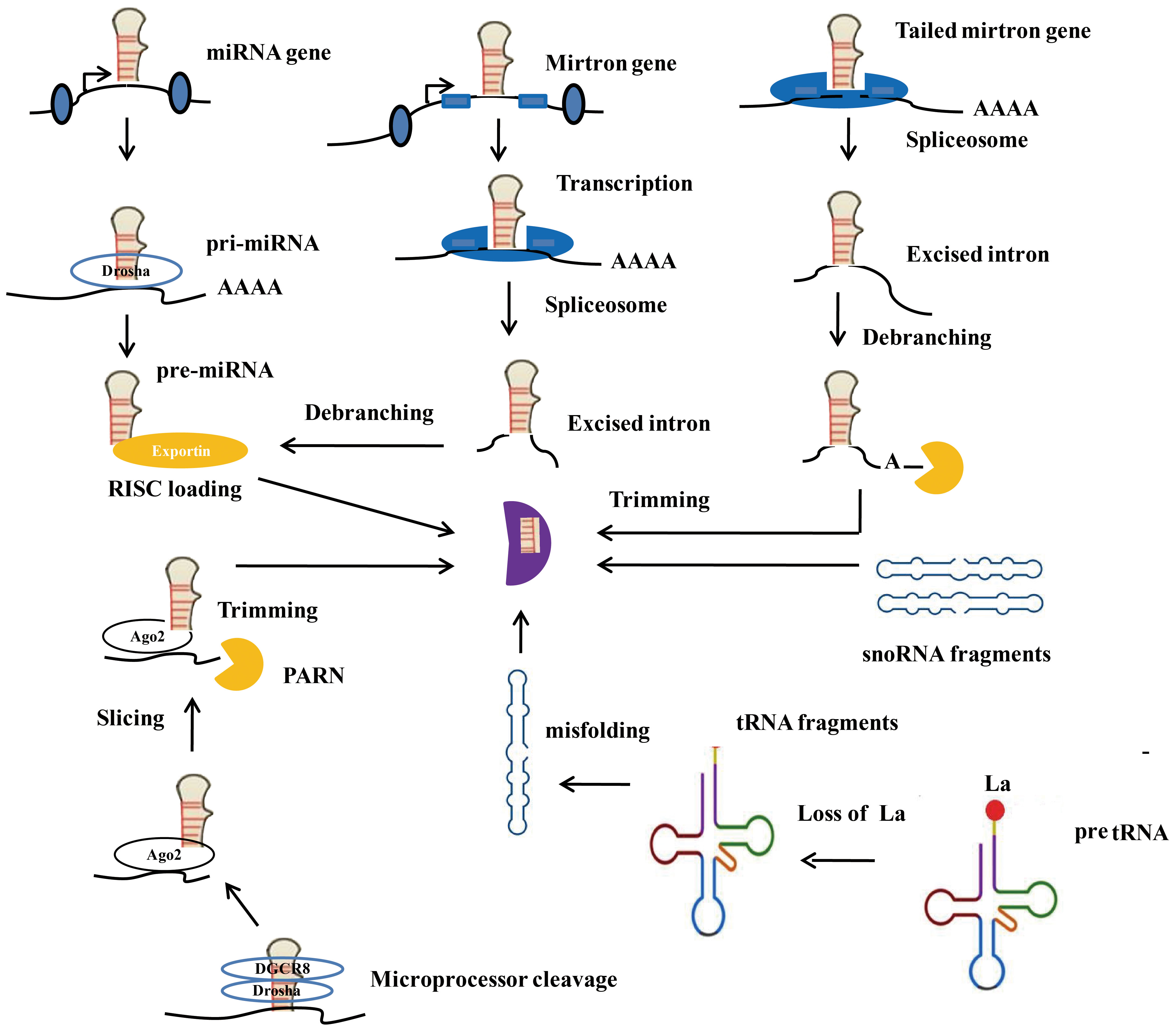 Frontiers | The promising role of miRNAs in radioresistance and ...