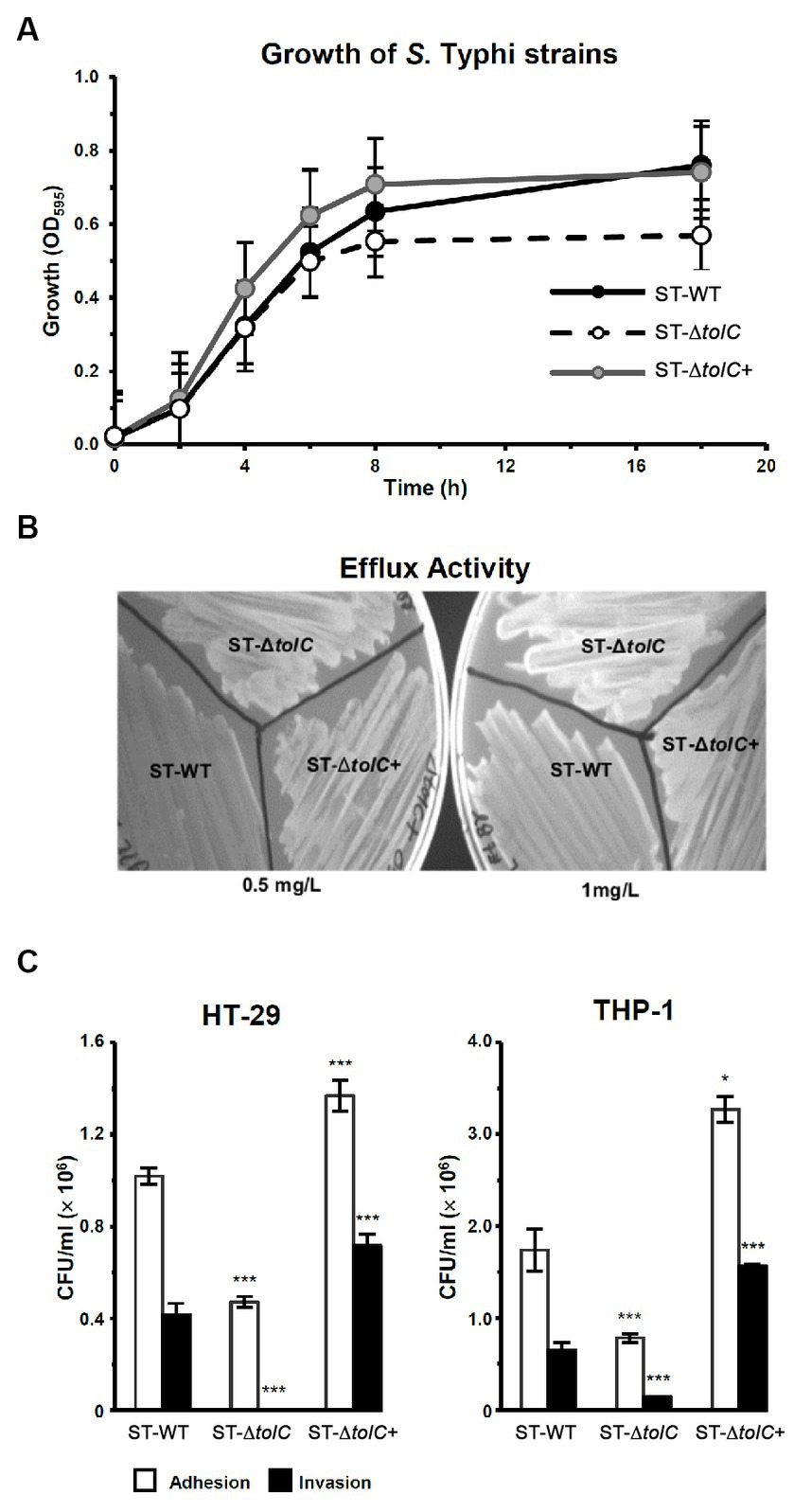 Frontiers  Deletion of Salmonella enterica serovar Typhi tolC reduces  bacterial adhesion and invasion toward host cells