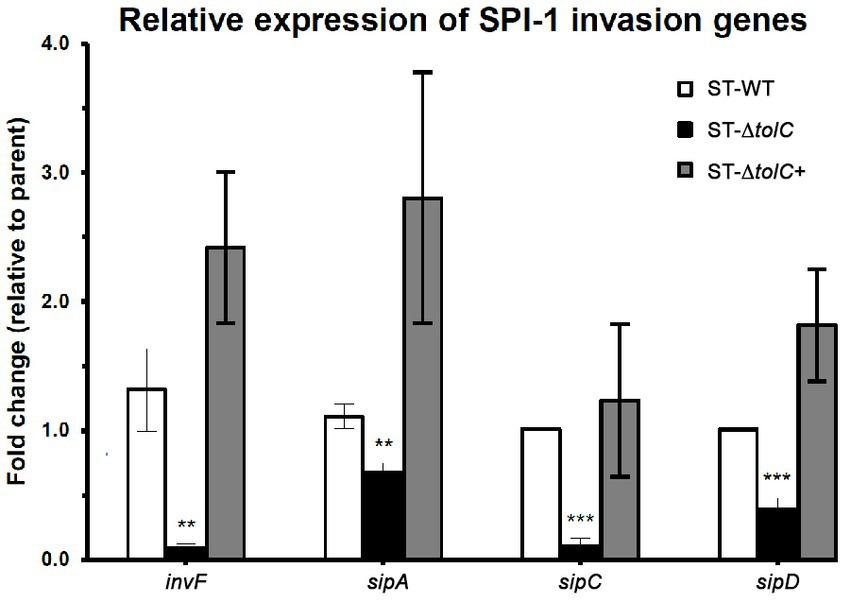 Frontiers  Deletion of Salmonella enterica serovar Typhi tolC reduces bacterial  adhesion and invasion toward host cells