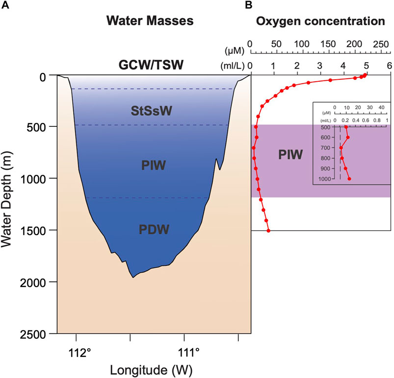 Frontiers  Evolution of ocean circulation and water masses in the Guaymas  Basin (Gulf of California) during the last 31,000 years revealed by  radiolarians and silicoflagellates in IODP expedition 385 sediment cores