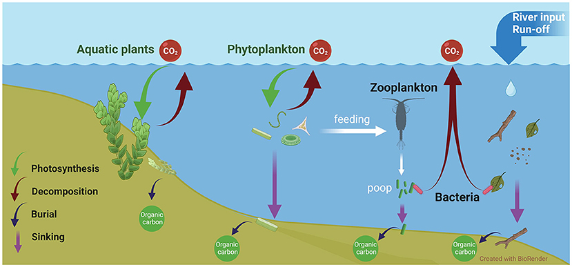 Freshwater Ecosystems: Carbon Sequestration Champions · Frontiers for ...