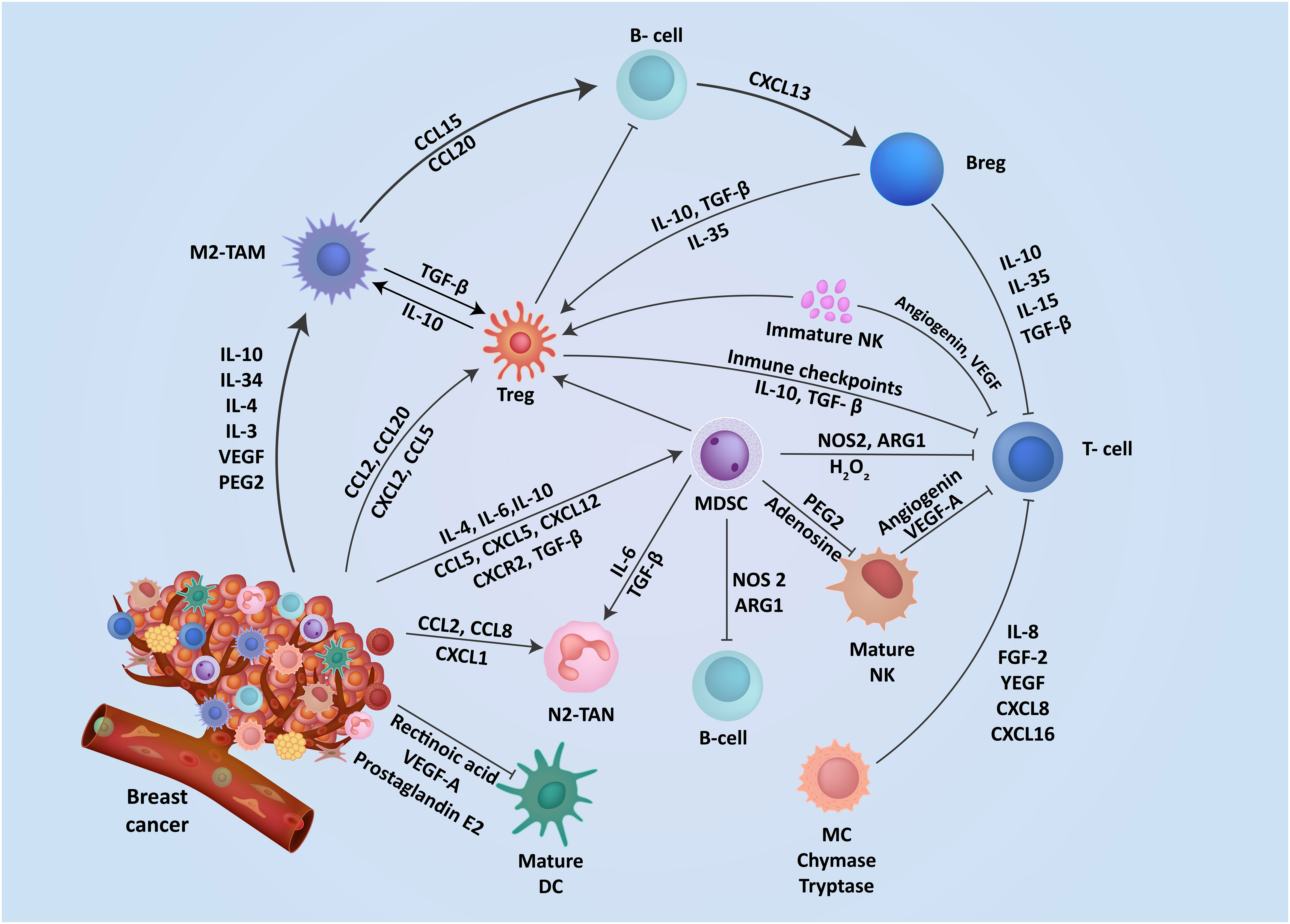 Frontiers | Cellular interactions in tumor microenvironment during 